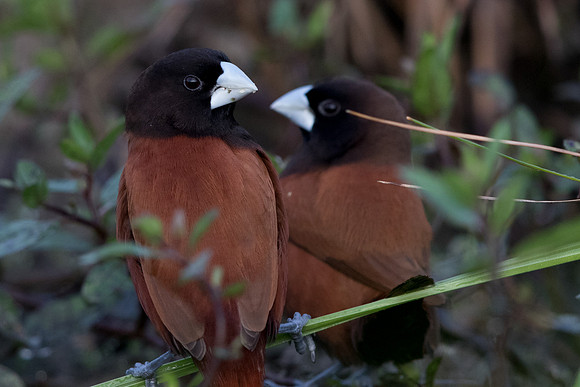 Chestnut munia (Lonchura atricapilla)