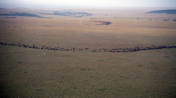 1988 Africa wildebeest img275