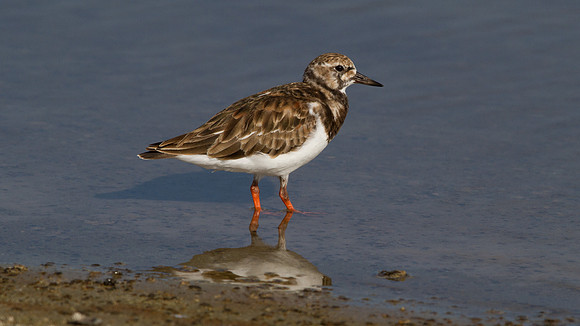 Sanderling (Calidris alba)