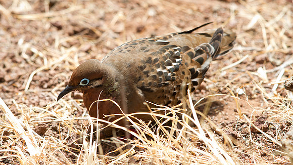 Galápagos Dove (Zenaida galapagoensis)
