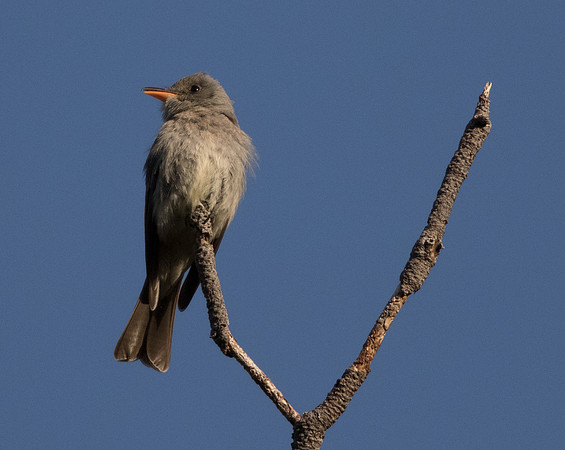 Greater pewee (Contopus pertinax)