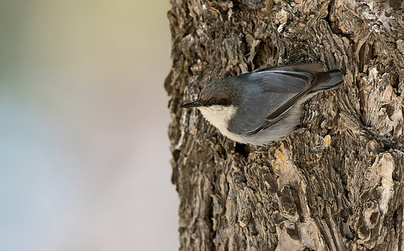 Pygmy nuthatch (Sitta pygmaea)