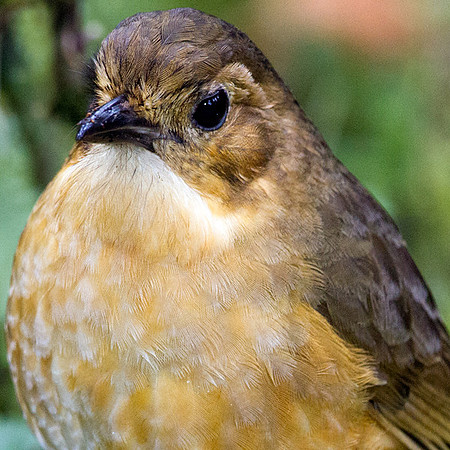 Tawny Antpitta (Grallaria quitensis)