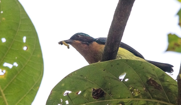 Ruby-cheeked sunbird (Chalcoparia singalensis) Male