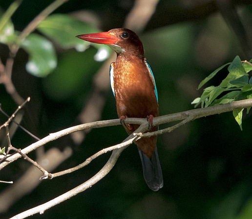 White-throated kingfisher (Halcyon smyrnensis)