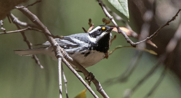 Black-throated gray warbler (Setophaga nigrescens)