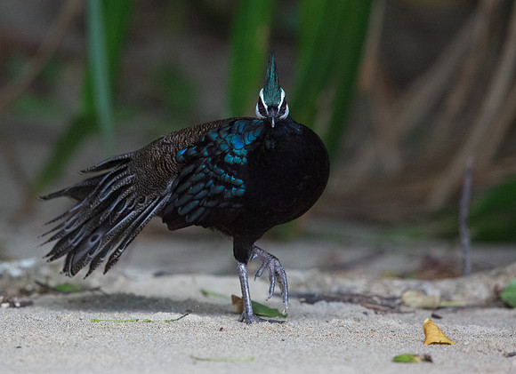 Palawan peacock-pheasant (Polyplectron napoleonis) Male