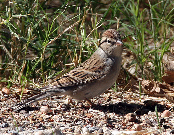 Chipping Sparrow (Spizella passerina)