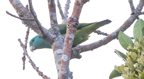 Blue-headed racket-tail (Prioniturus platenae)