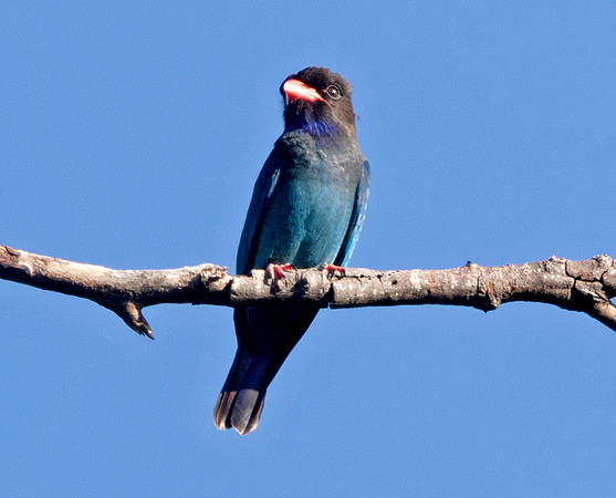 Dollarbird (Eurystomus orientalis)