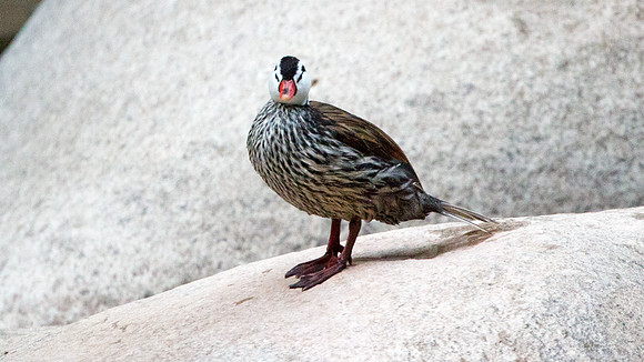 Torrent Duck (Merganetta armata) - male