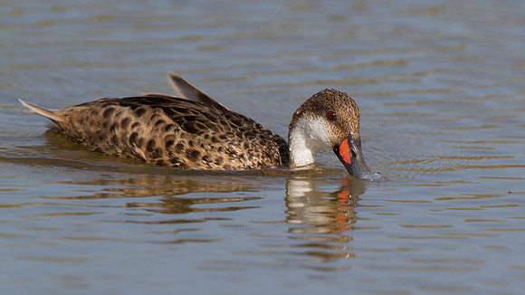 White-cheeked Pintail (Anas bahamensis)