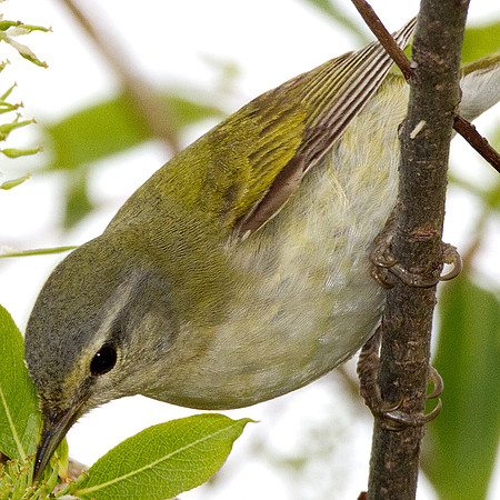 Tennessee Warbler (Vermivora peregrina)