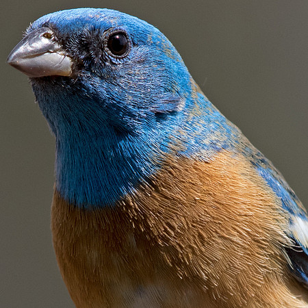 Lazuli bunting (Passerina amoena) Male