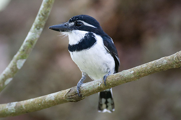 Pied Puffbird (Notharchus tectus)
