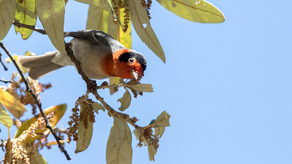 Red-faced warbler (Cardellina rubrifrons) Male