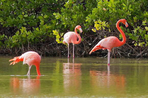Greater Flamingo (Phoenicopterus roseus)