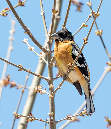 Black-headed grosbeak (Pheucticus melanocephalus) Male