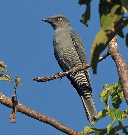 Bar-bellied cuckooshrike (Coracina striata) Male