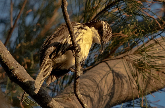 Stripe-headed rhabdornis  (Rhabdornis mystacalis)