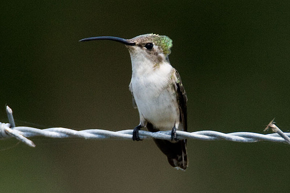Mexican Sheartail (Doricha eliza) female