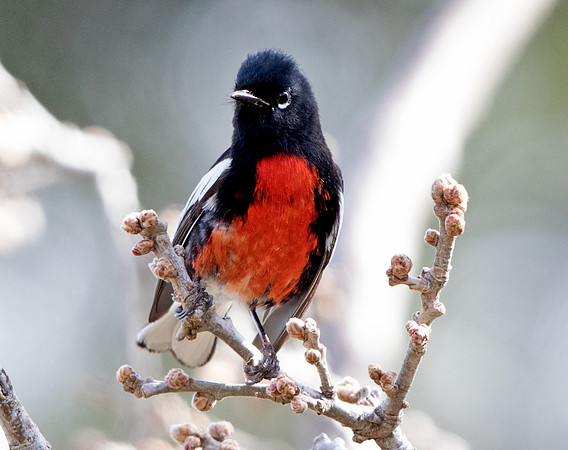 Painted whitestart (Myioborus pictus)