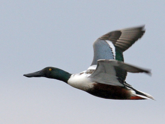 Northern Shoveler (Anas clypeata)