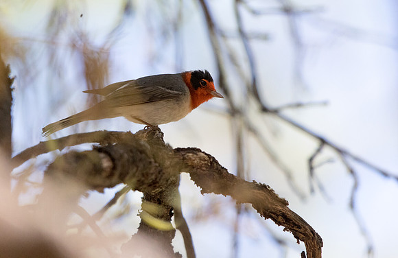 Red-faced warbler (Cardellina rubrifrons) Male