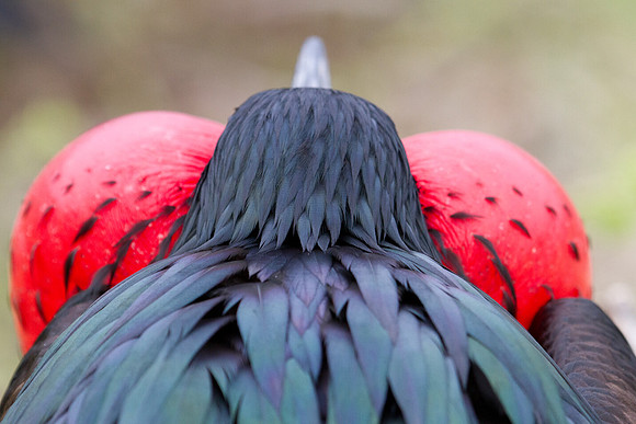 Magnificent Frigatebird (Fregata magnificens)