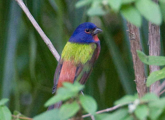 Painted Bunting (Passerina ciris) male
