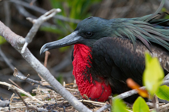 Magnificent Frigatebird (Fregata magnificens)
