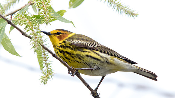 Cape May warbler (Setophaga tigrina) Male
