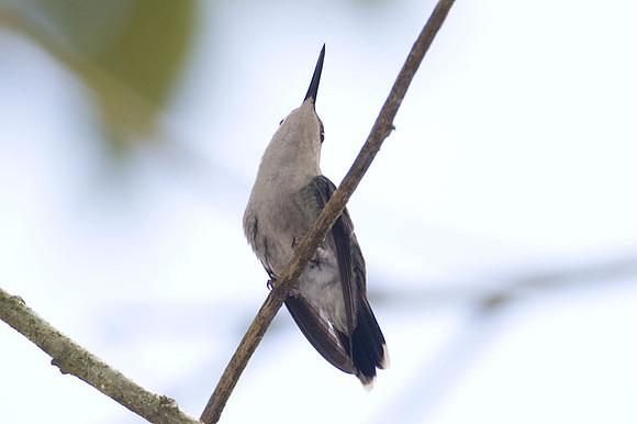 Purple-crowned Fairy (Heliothryx barroti) female