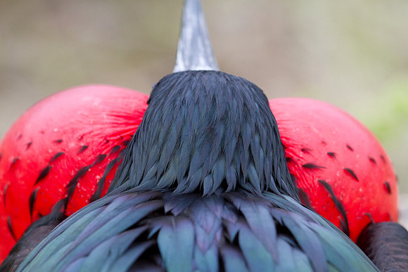 Magnificent Frigatebird (Fregata magnificens)