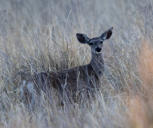 Coues Whitetail (Odocoileus virginianus couesi)