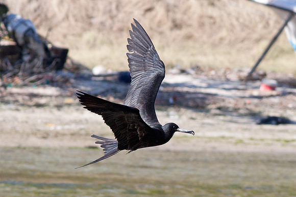 Magnificent Frigatebird (Fregata magnificens) Male