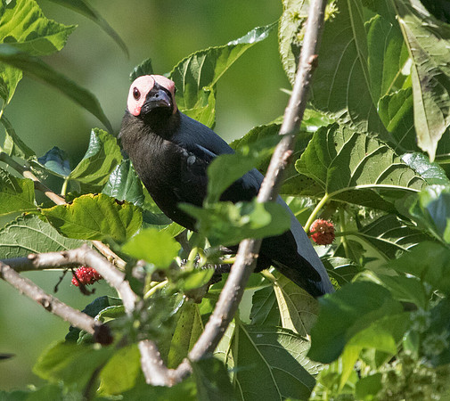Coleto (Sarcops calvus)