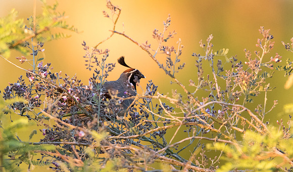 Gambel's quail (Callipepla gambelii) Male