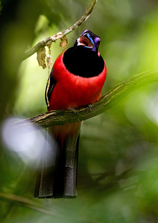 Diard's trogon (Harpactes diardii) Male
