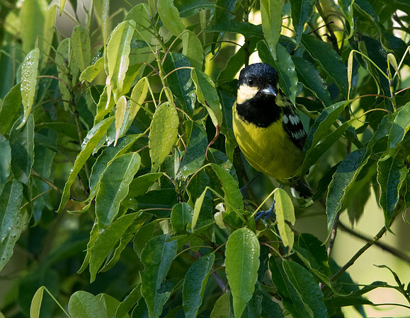 Elegant tit (Pardaliparus elegans)