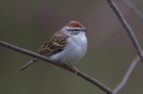 Chipping sparrow (Spizella passerina)