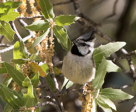 Bridled titmouse (Baeolophus wollweberi)