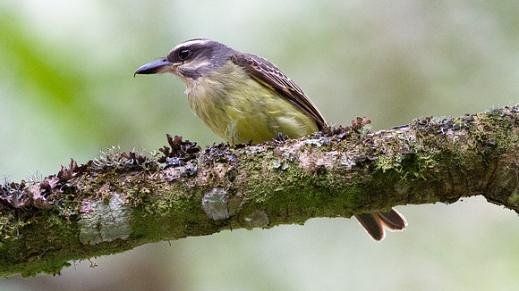 Golden-crowned Flycatcher (Myiodynastes chrysocephalus)