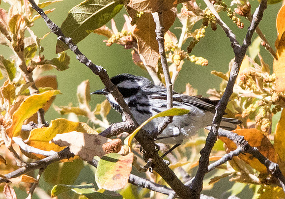 Black-throated gray warbler (Setophaga nigrescens)