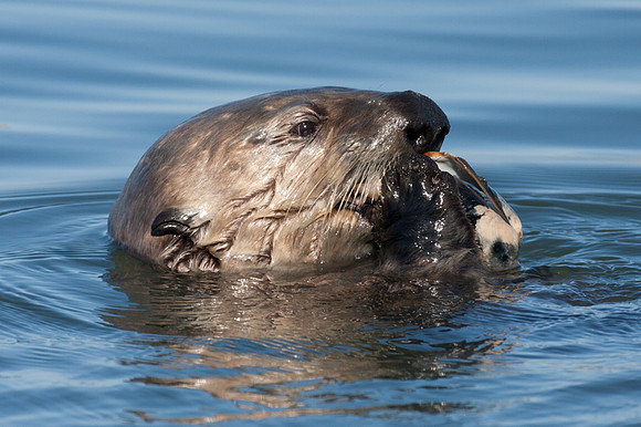 Sea Otter (Enhydra lutris)