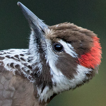 Arizona woodpecker (Leuconotopicus arizonae) Male