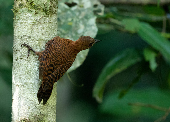Rufous woodpecker (Micropternus brachyurus)