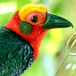 Bornean bristlehead (Pityriasis gymnocephala)