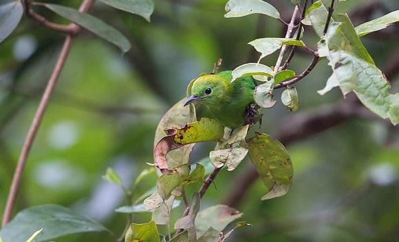 Blue-winged leafbird (Chloropsis cochinchinensis) Female