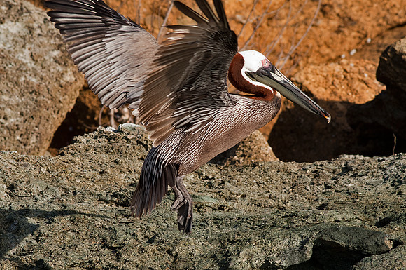 Brown Pelican (Pelecanus occidentalis)